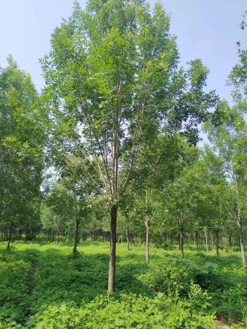 白蜡种苗白蜡树苗木好存活基地直供品种多样欢迎来电咨询选购