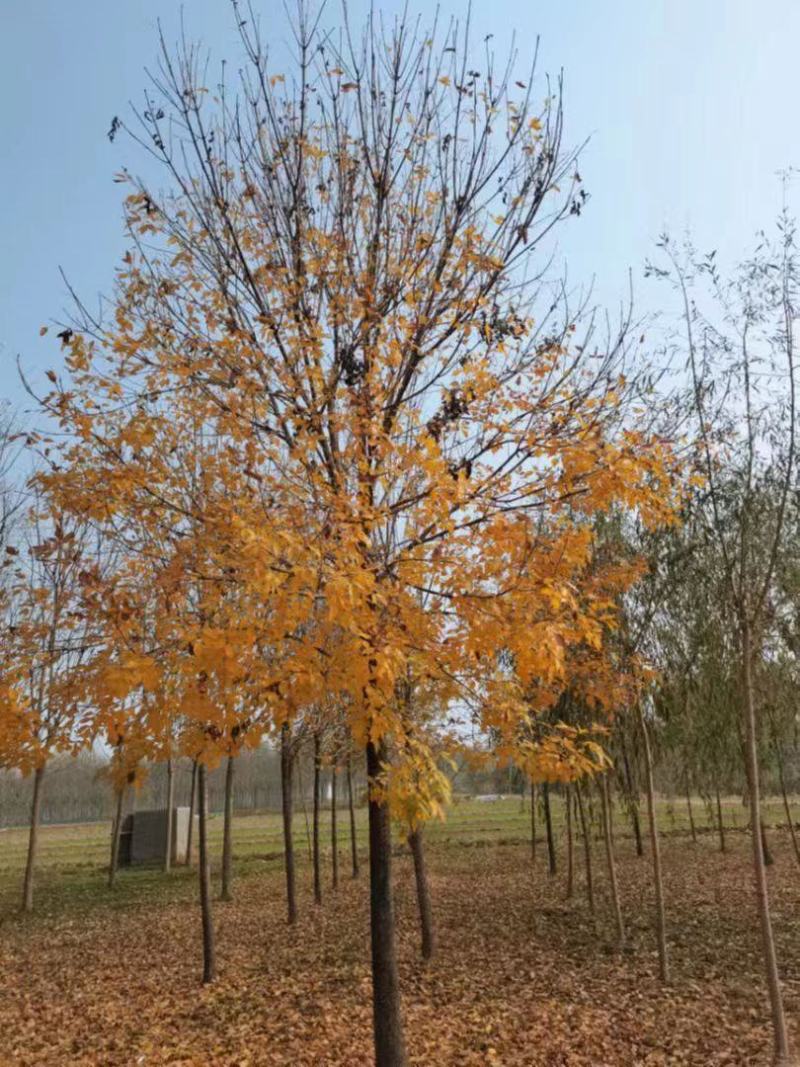 白蜡种苗白蜡树苗木好存活基地直供品种多样欢迎来电咨询选购
