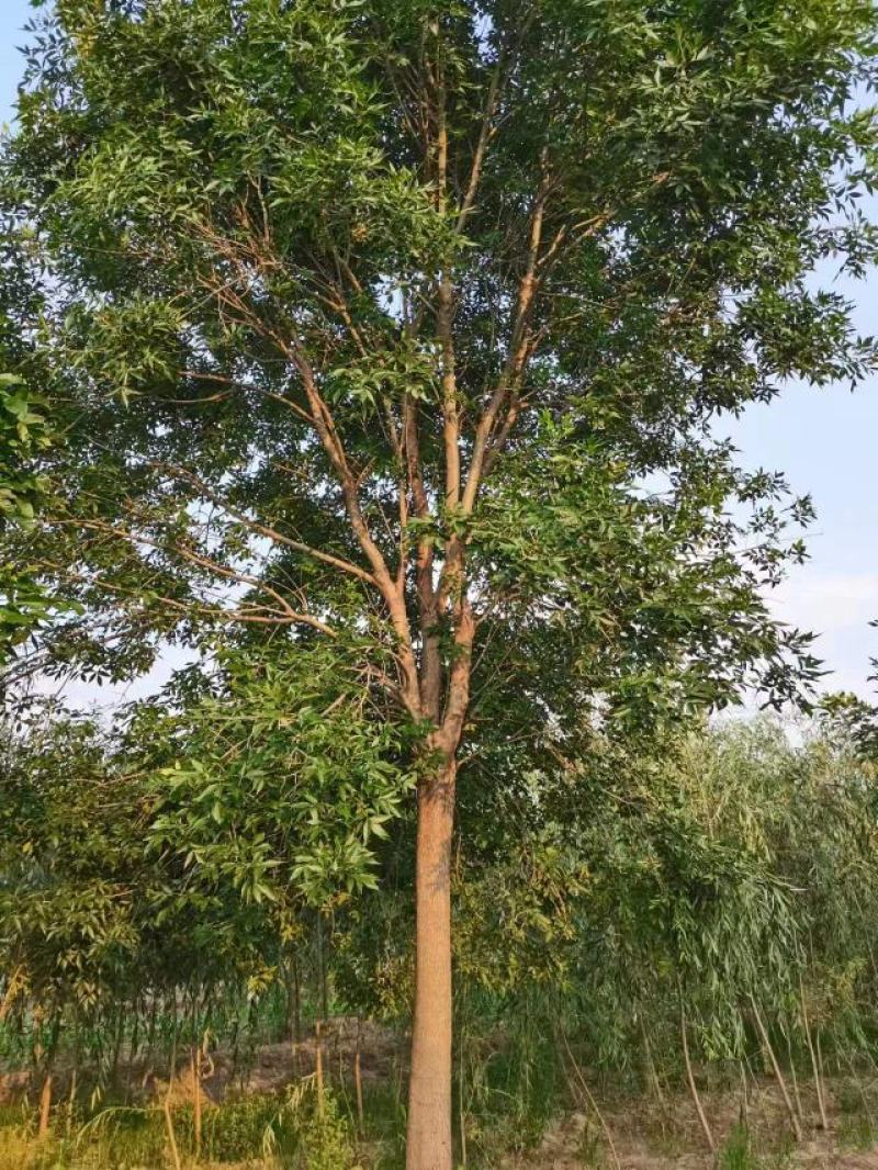白蜡种苗白蜡树苗木好存活基地直供品种多样欢迎来电咨询选购