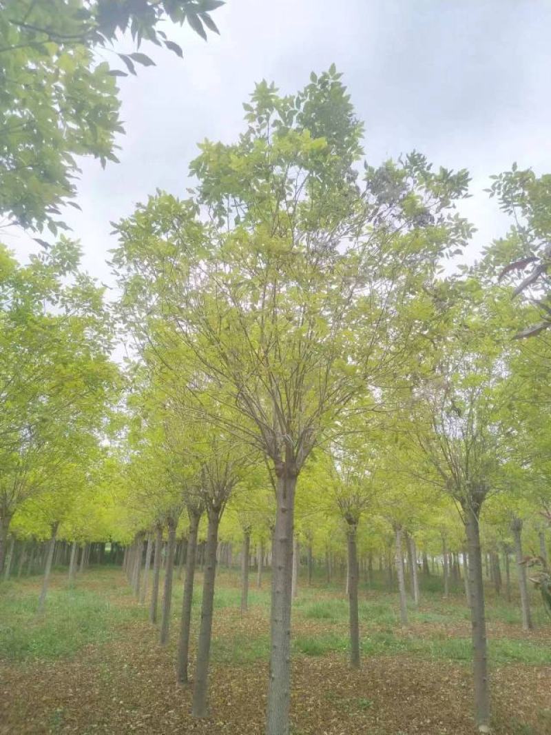白蜡种苗白蜡树苗木好存活基地直供品种多样欢迎来电咨询选购