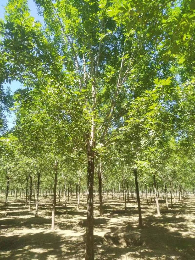 白蜡种苗白蜡树苗木好存活基地直供品种多样欢迎来电咨询选购