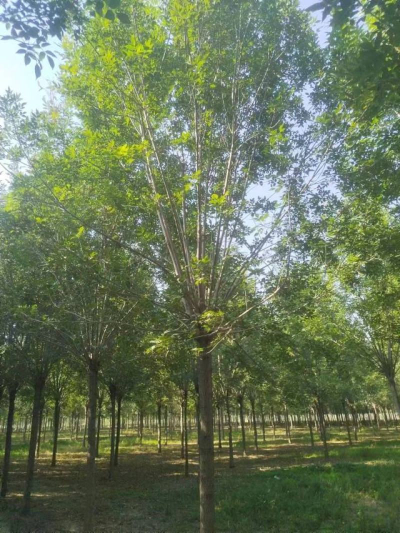 白蜡种苗白蜡树苗木好存活基地直供品种多样欢迎来电咨询选购