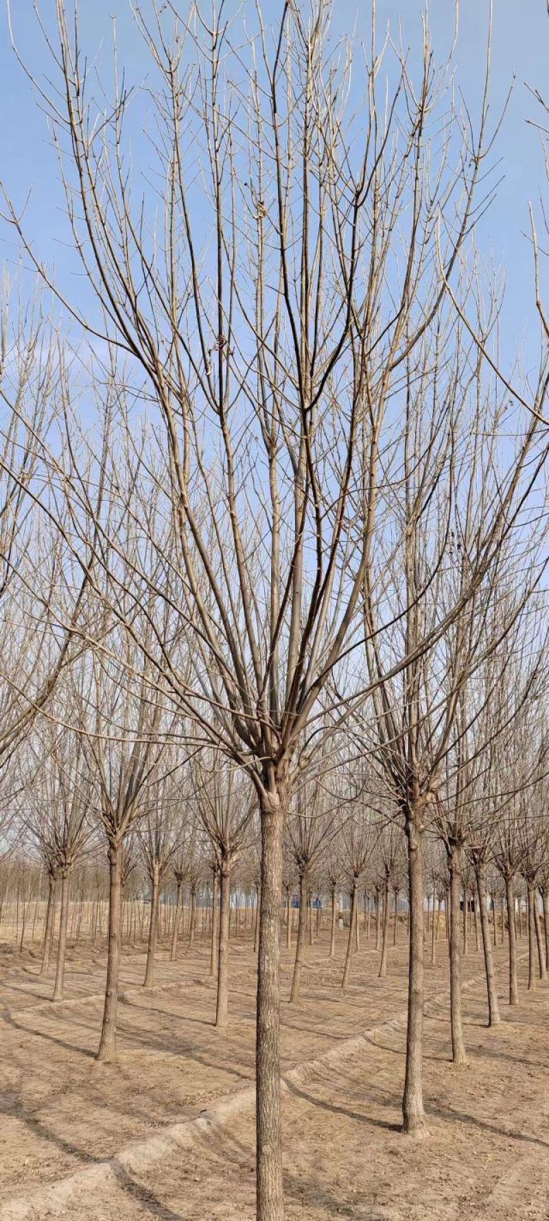 白蜡种苗白蜡树苗木好存活基地直供品种多样欢迎来电咨询选购
