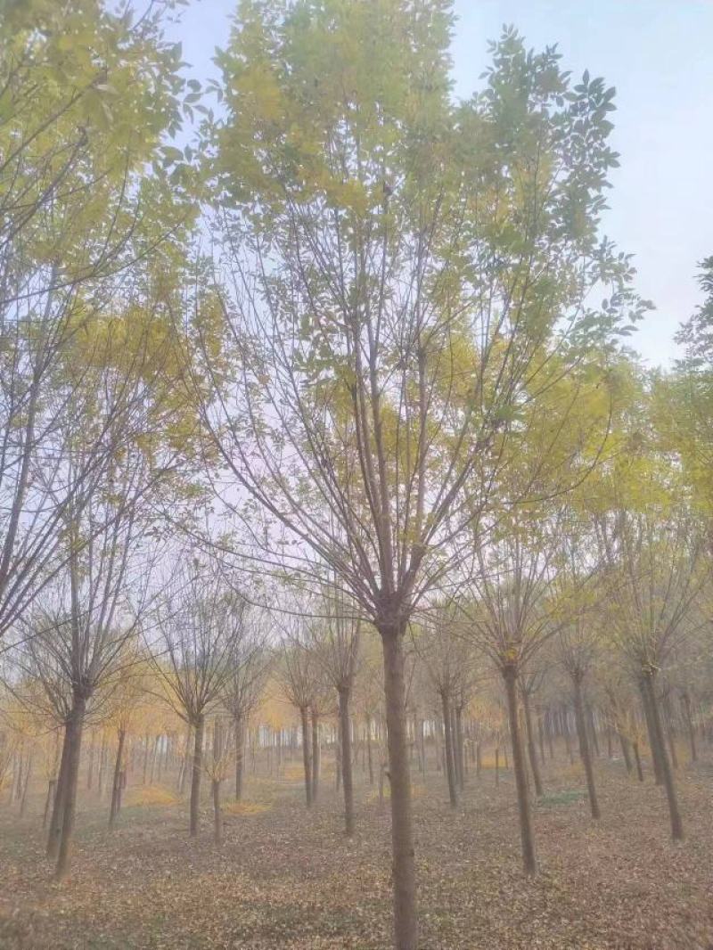 白蜡种苗白蜡树苗木好存活基地直供品种多样欢迎来电咨询选购