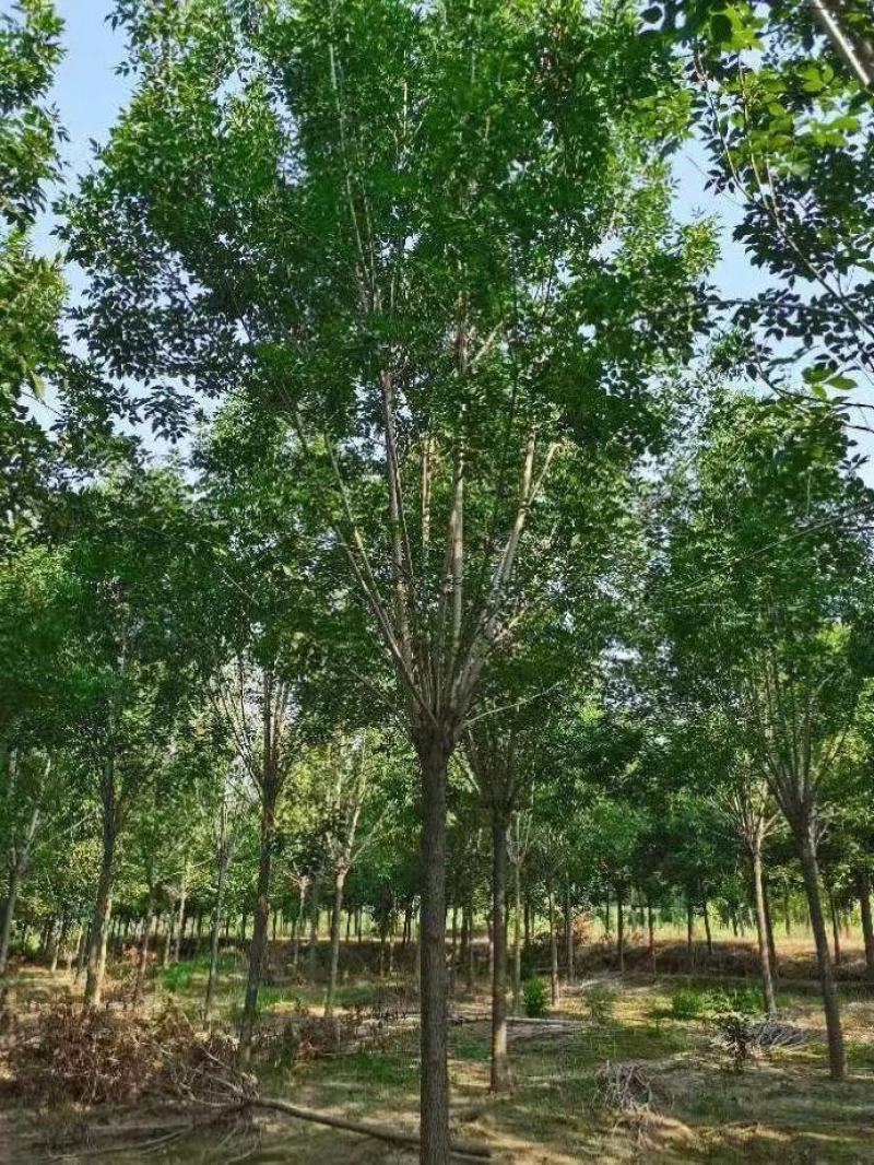白蜡种苗白蜡树苗木好存活基地直供品种多样欢迎来电咨询选购