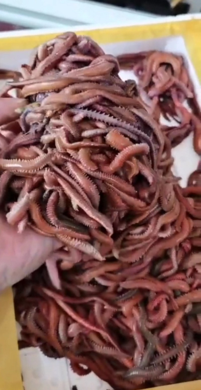 沙蚕