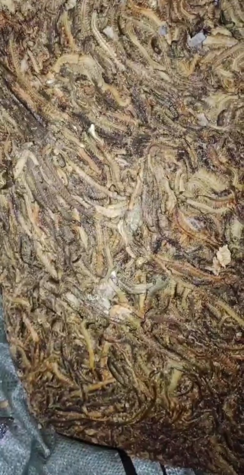 沙蚕