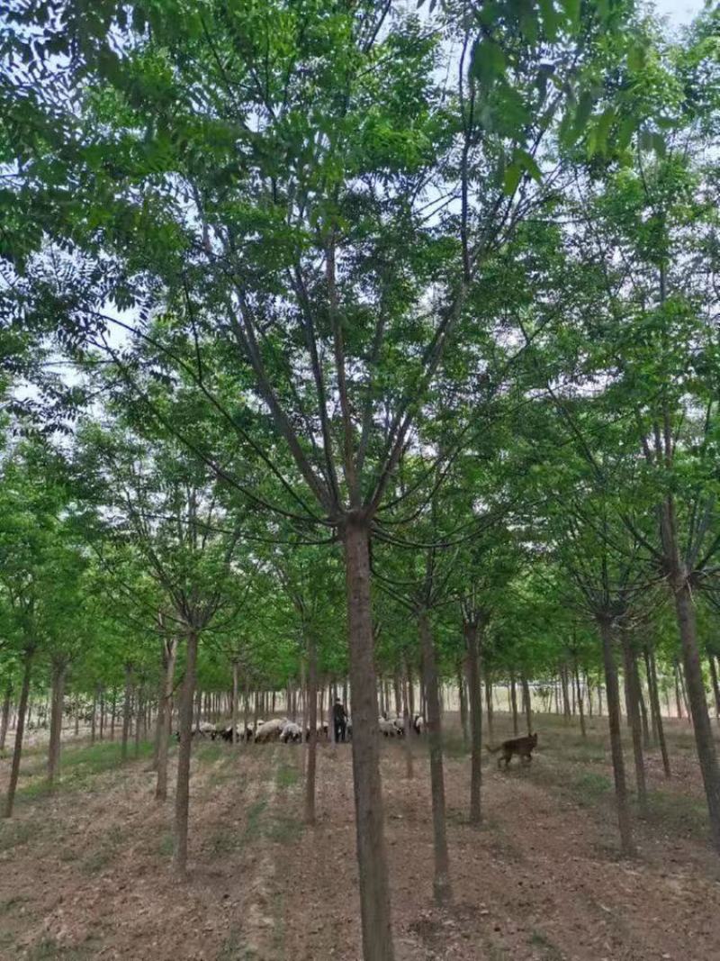 国槐山东国槐槐树绿化苗木好存活大量现货欢迎选购