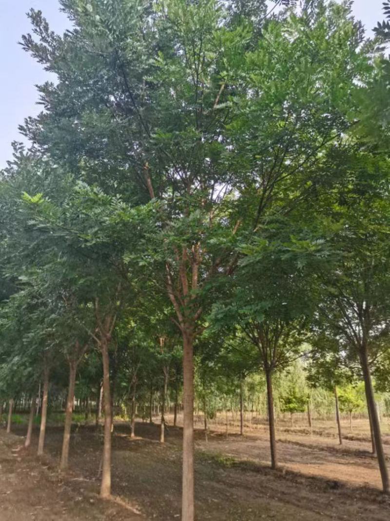 国槐山东国槐槐树绿化苗木好存活大量现货欢迎选购