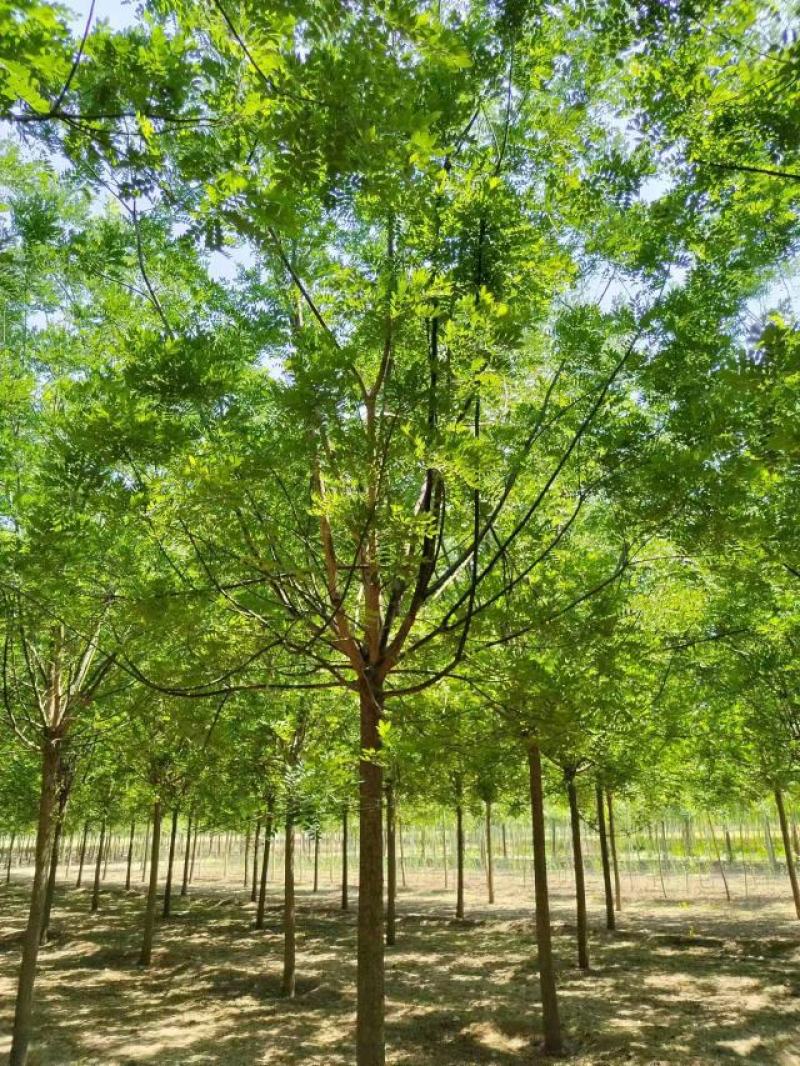 国槐山东国槐槐树绿化苗木好存活大量现货欢迎选购
