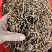 中药材垂盆草新货颜色漂亮保证质量支持视频看货代发