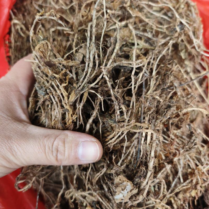 中药材垂盆草新货颜色漂亮保证质量支持视频看货代发