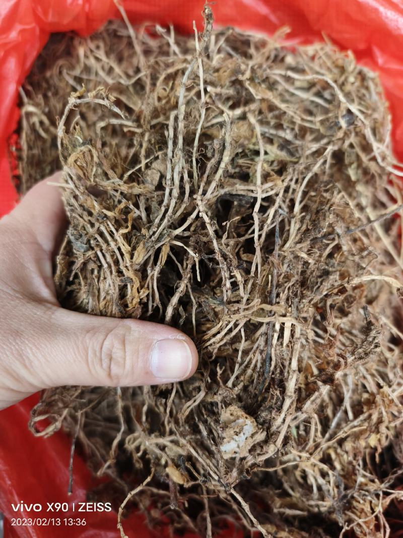 中药材垂盆草新货颜色漂亮保证质量支持视频看货代发