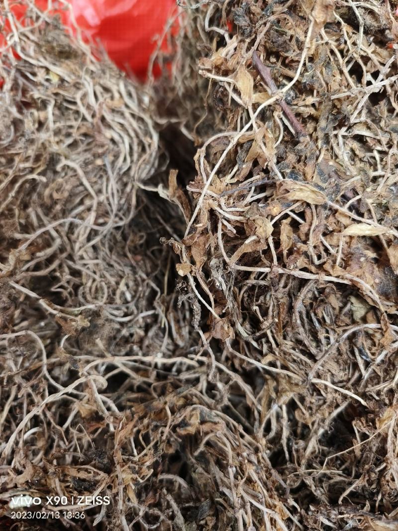 中药材垂盆草新货颜色漂亮保证质量支持视频看货代发