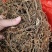 中药材垂盆草新货颜色漂亮保证质量支持视频看货代发