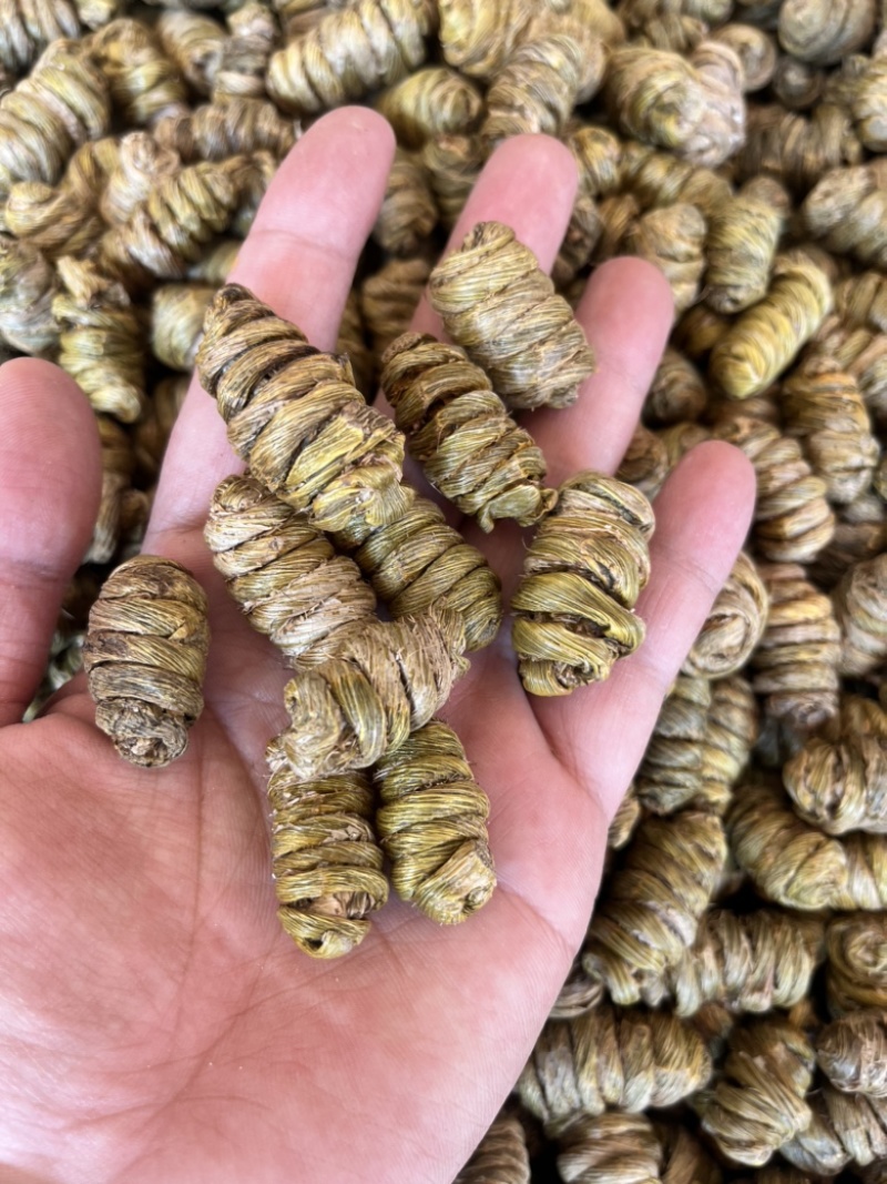 云南铁皮石斛紫皮石斛枫斗1.4规格大小紫皮枫斗