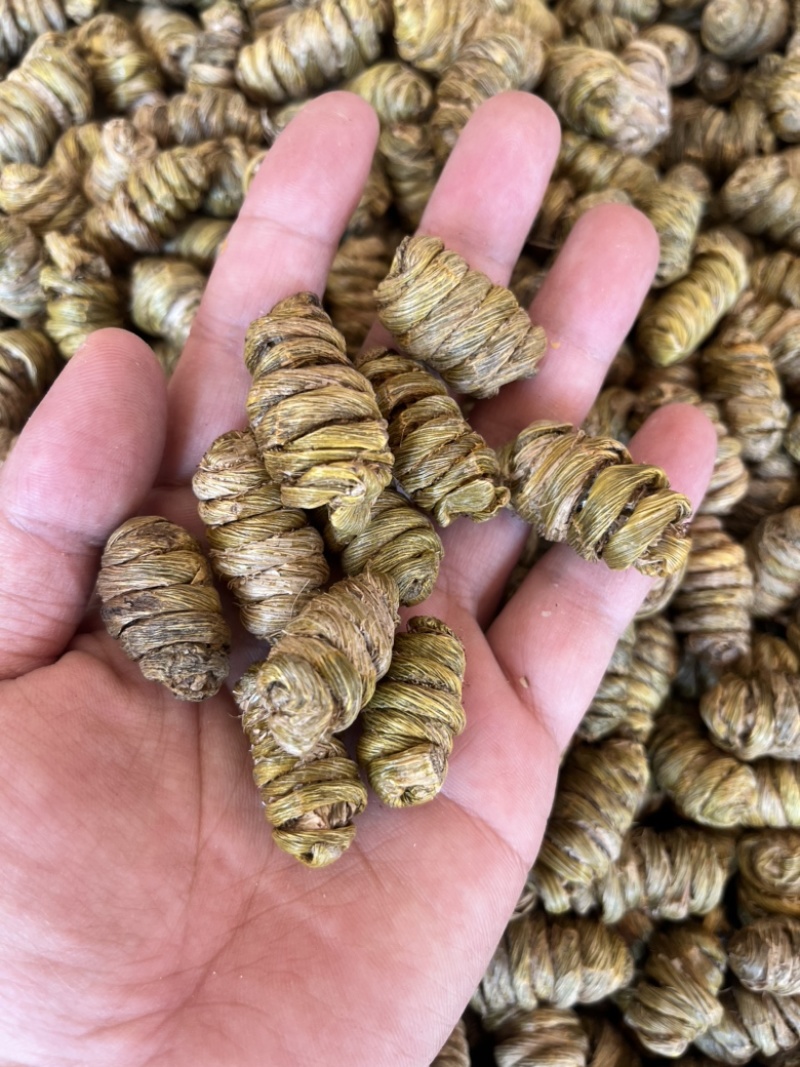 云南铁皮石斛紫皮石斛枫斗1.4规格大小紫皮枫斗