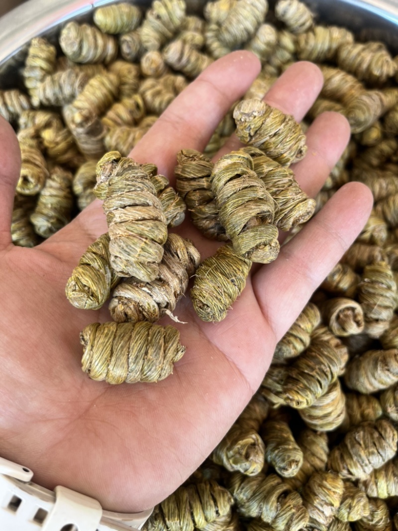 云南铁皮石斛紫皮石斛枫斗1.4规格大小紫皮枫斗