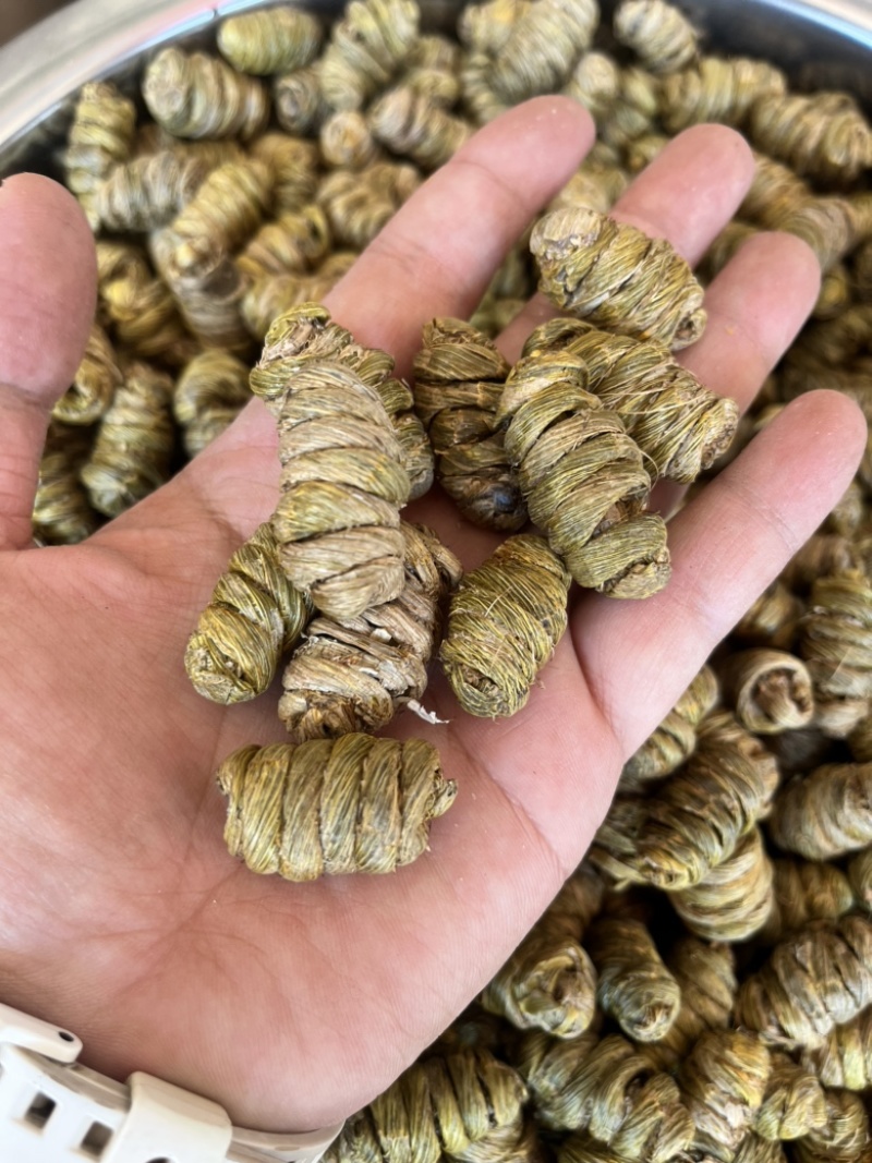 云南铁皮石斛紫皮石斛枫斗1.4规格大小紫皮枫斗