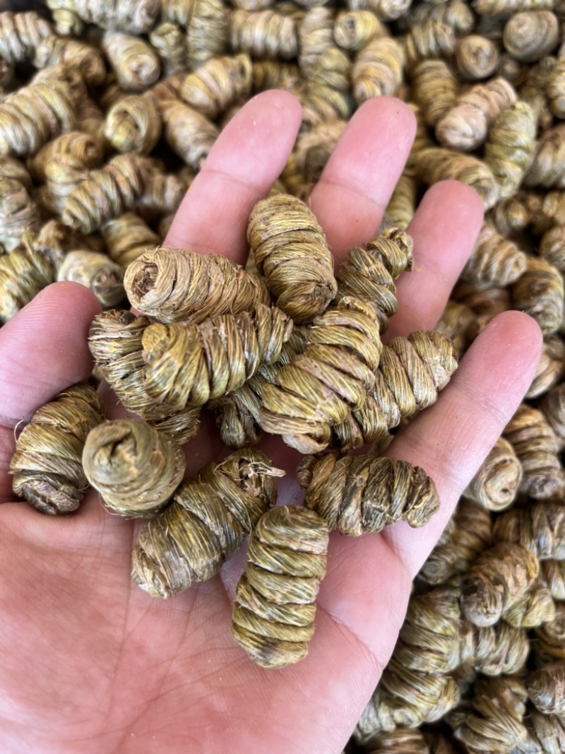 云南铁皮石斛紫皮石斛枫斗1.4规格大小紫皮枫斗