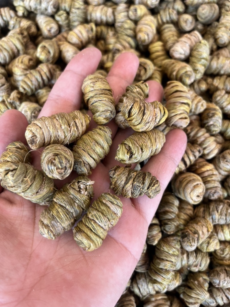 云南铁皮石斛紫皮石斛枫斗1.4规格大小紫皮枫斗