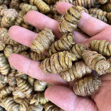 云南铁皮石斛紫皮石斛枫斗1.4规格大小紫皮枫斗