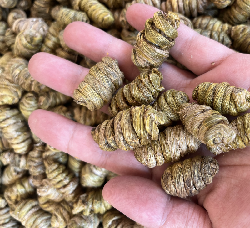 云南铁皮石斛紫皮石斛枫斗1.4规格大小紫皮枫斗