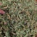 中药材伸筋草新货颜色漂亮保证质量量大优惠