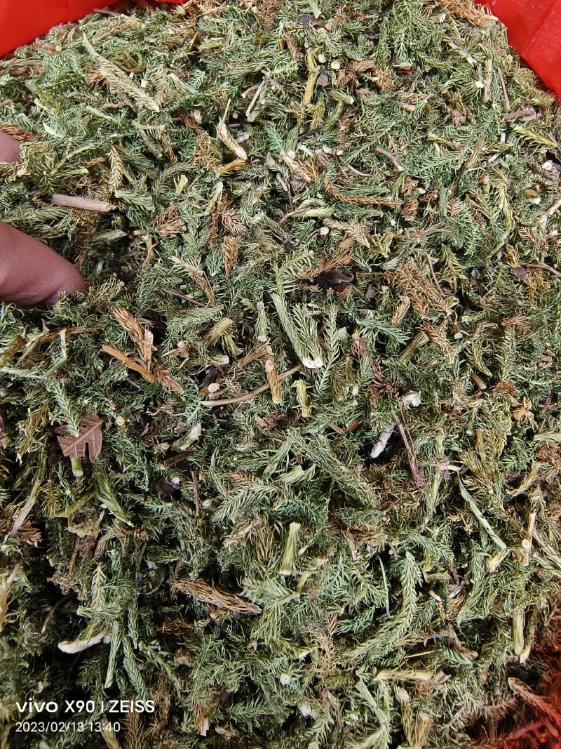 中药材伸筋草新货颜色漂亮保证质量量大优惠