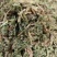中药材伸筋草新货颜色漂亮保证质量量大优惠