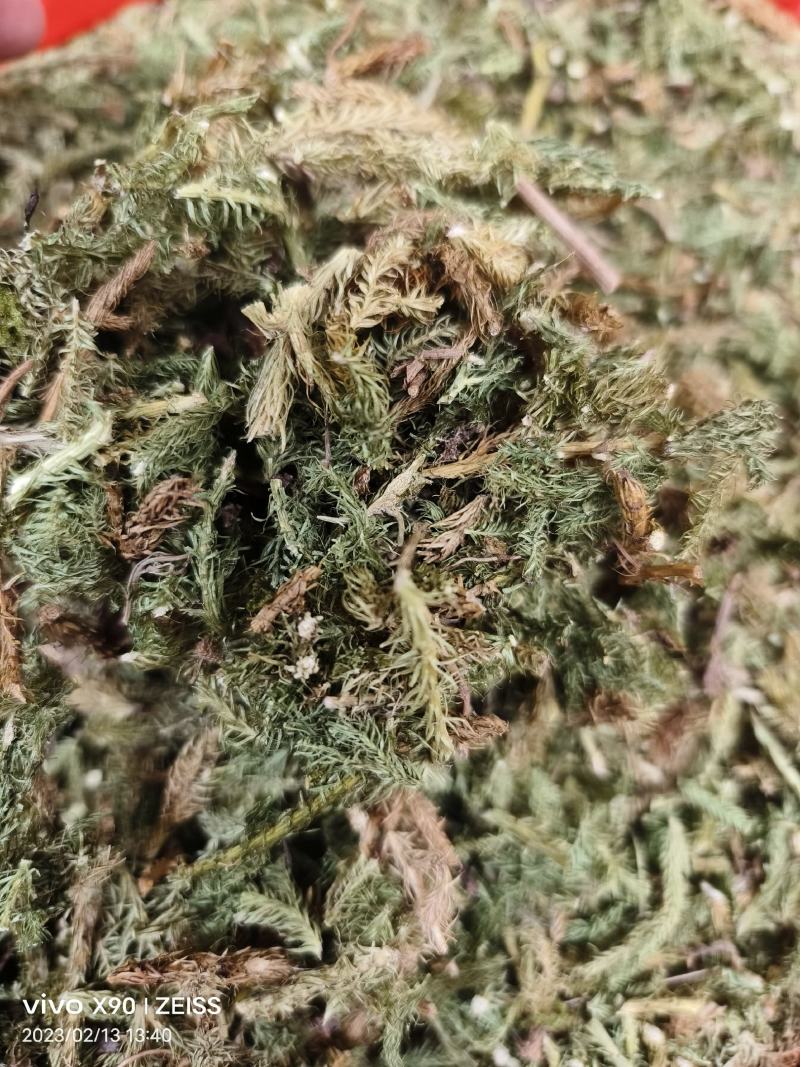 中药材伸筋草新货颜色漂亮保证质量量大优惠