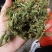 中药材伸筋草新货颜色漂亮保证质量量大优惠