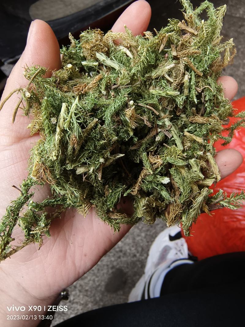 中药材伸筋草新货颜色漂亮保证质量量大优惠