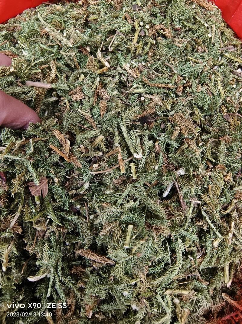 中药材伸筋草新货颜色漂亮保证质量量大优惠