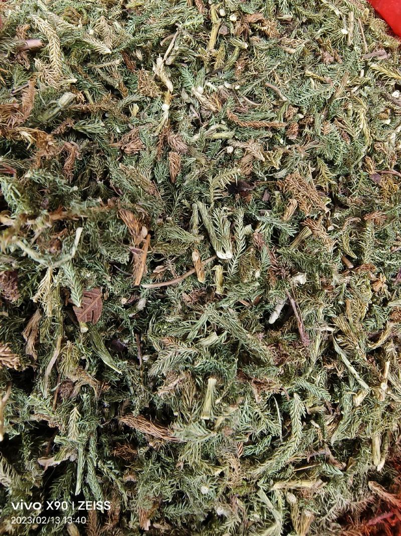 中药材伸筋草新货颜色漂亮保证质量量大优惠