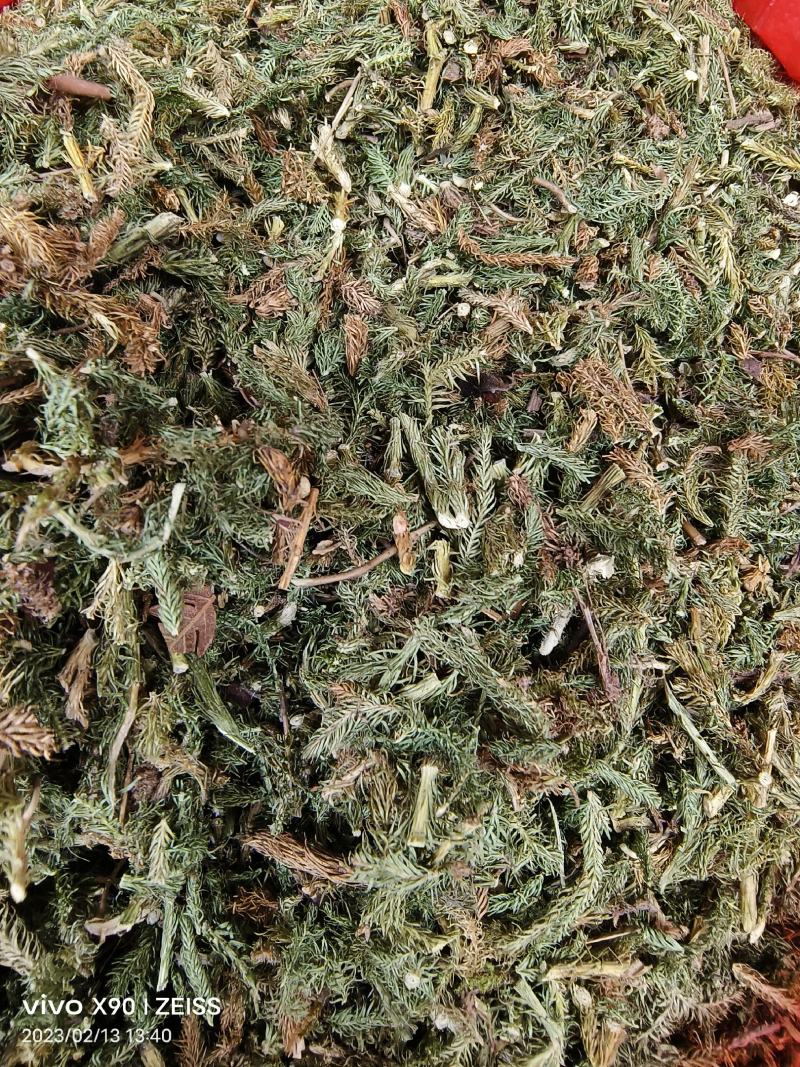 中药材伸筋草新货颜色漂亮保证质量量大优惠