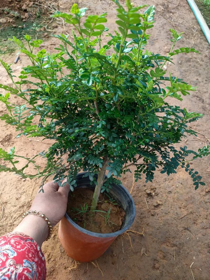 清香木上市，双色盆清香木批发