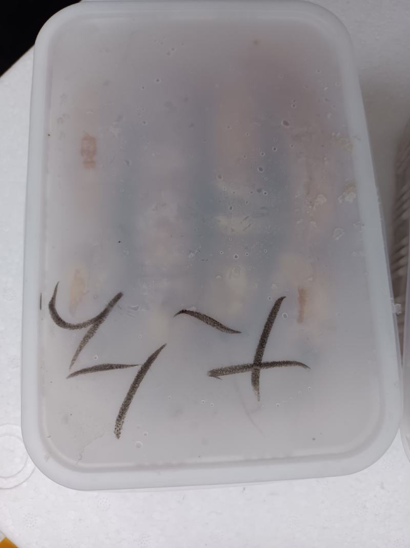 皮皮虾，公虾，母虾，都有货，可视频看货