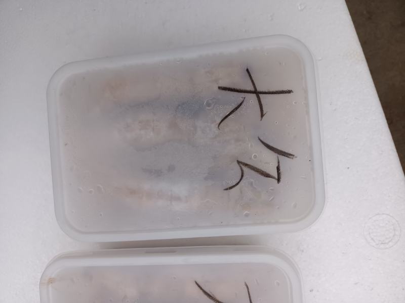 皮皮虾，公虾，母虾，都有货，可视频看货