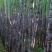 河南滑县出售适合北种植的黑皮甘蔗(北方果蔗)种