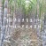 河南滑县出售适合北种植的黑皮甘蔗(北方果蔗)种
