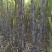 河南滑县出售适合北种植的黑皮甘蔗(北方果蔗)种