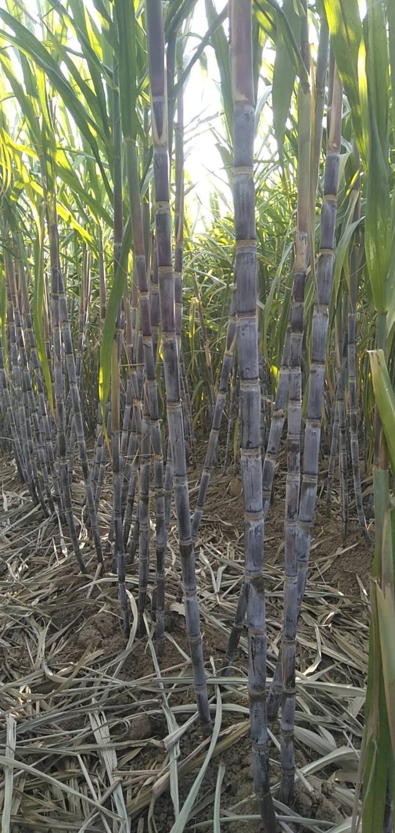 河南滑县出售适合北种植的黑皮甘蔗(北方果蔗)种