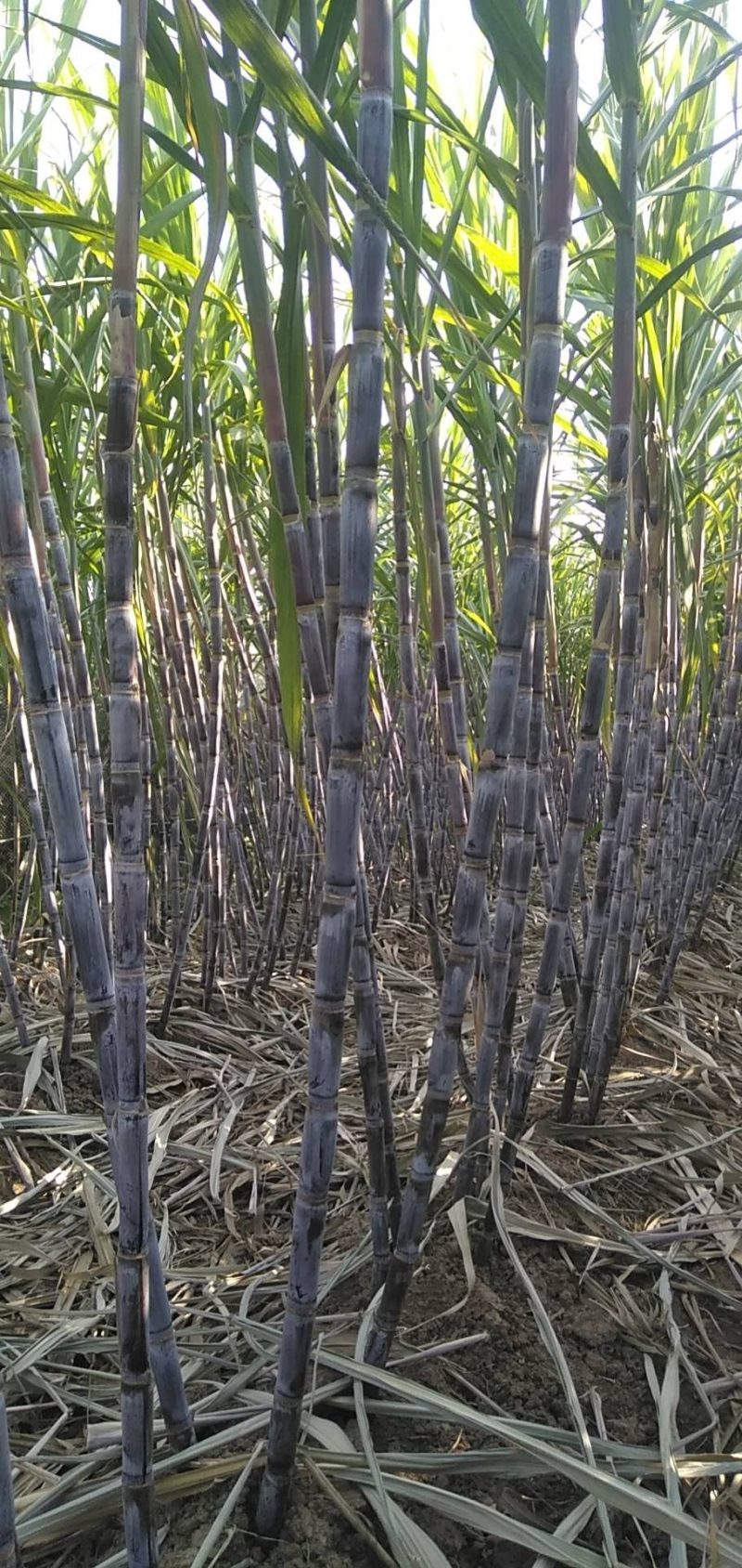 河南滑县出售适合北种植的黑皮甘蔗(北方果蔗)种