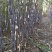 河南滑县出售适合北种植的黑皮甘蔗(北方果蔗)种