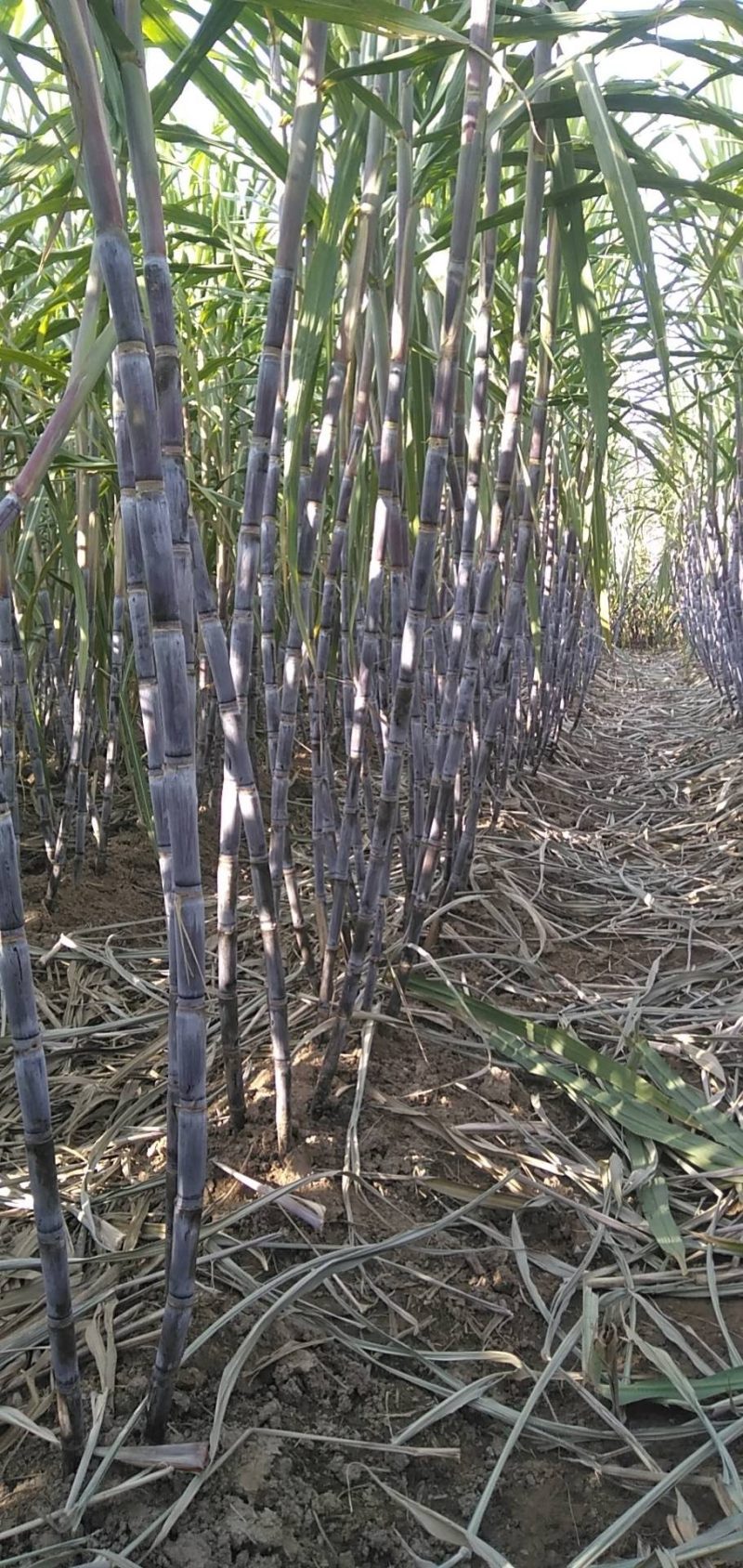 河南滑县出售适合北种植的黑皮甘蔗(北方果蔗)种