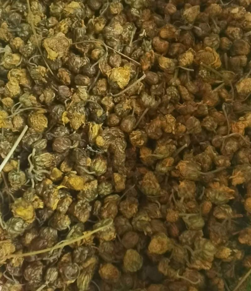 纯野生菊花