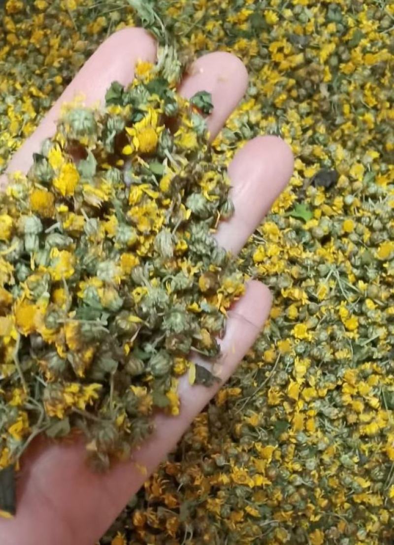 纯野生菊花