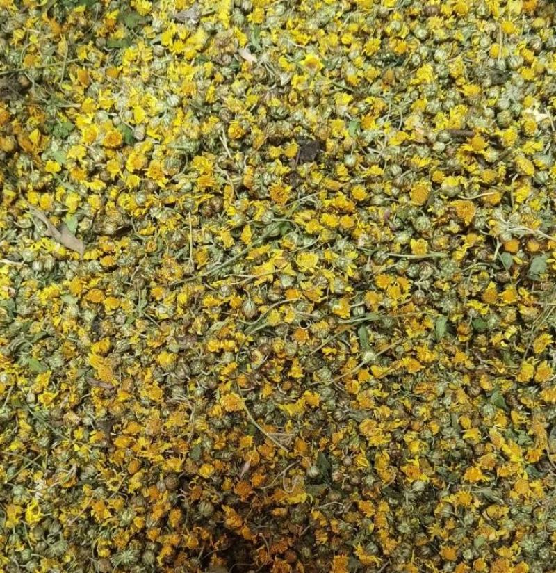 纯野生菊花