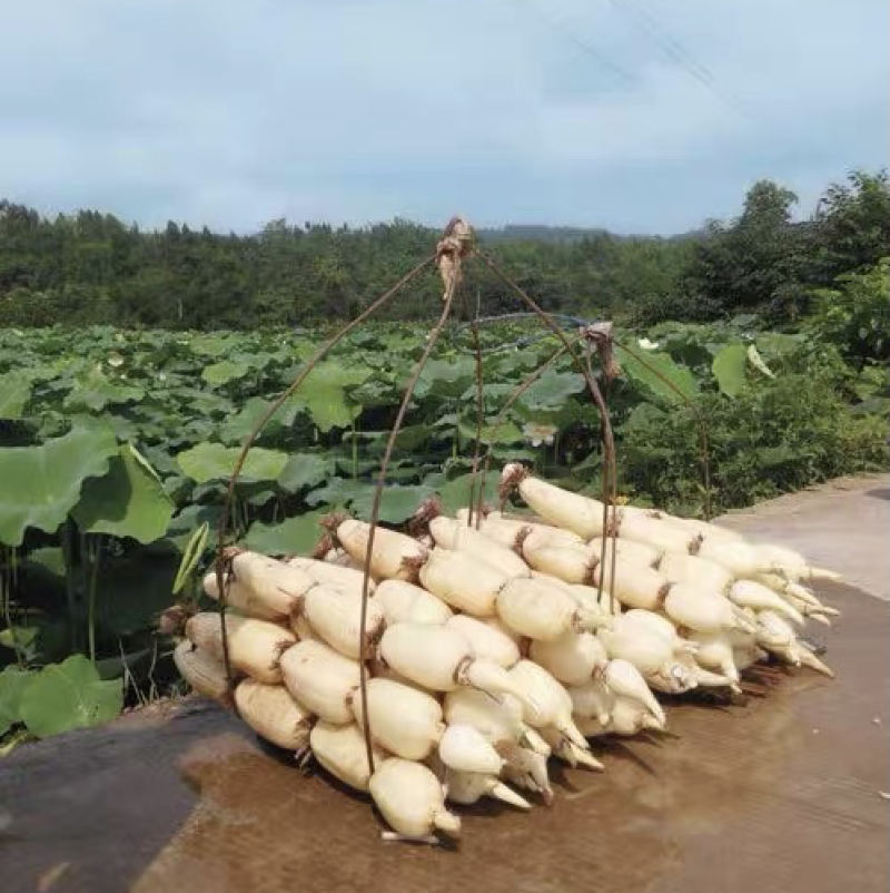 高产食用藕种苗高产浅水粉藕苗水养莲藕种苗庭院盆栽池塘稻田